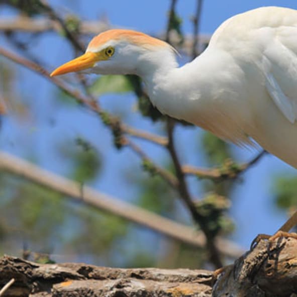 Observacion de Aves en Puerto Escondido